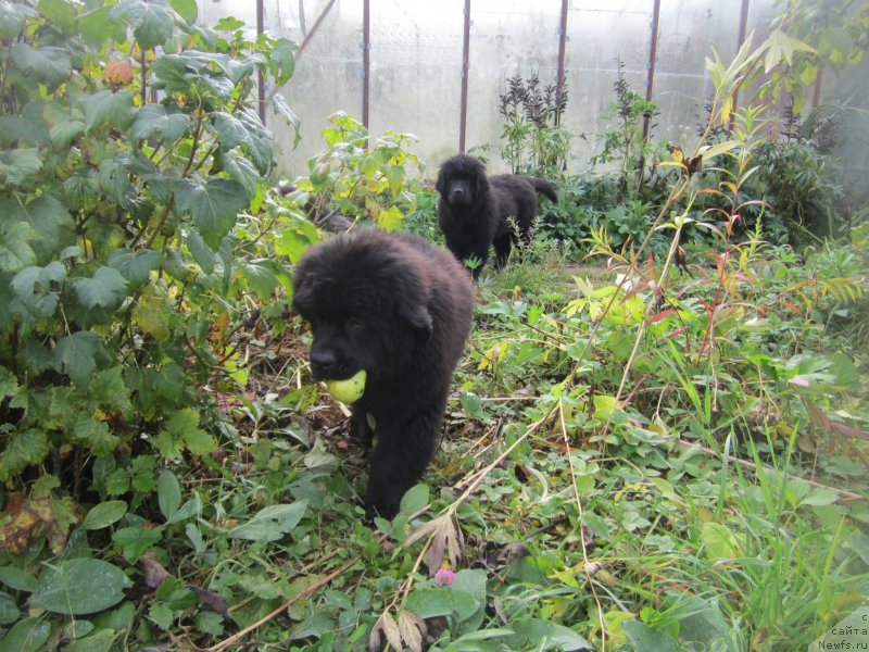 Фото: Natal'ya Smazchikova (Наталья Смазчикова)