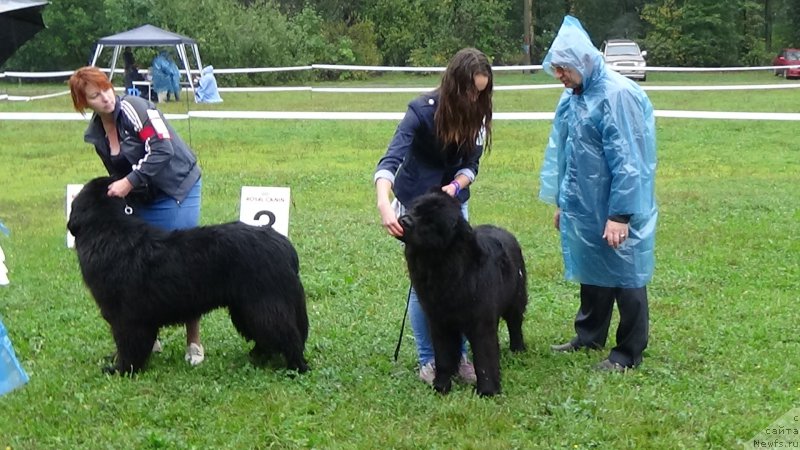 Фото: ньюфаундленд Sent Djons Optimus Prime (Сент Джонс Оптимус Прайм)