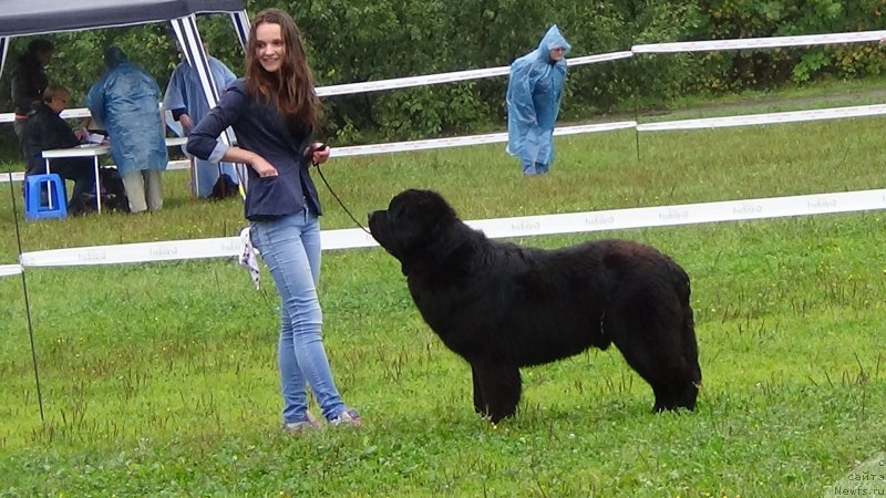 Фото: ньюфаундленд Sent Djons Optimus Prime (Сент Джонс Оптимус Прайм)