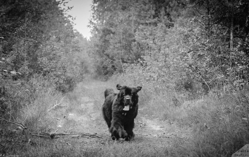 Фото: ньюфаундленд Love Inside Your Soul Moon Bear (Love Inside Your Soul Moon Bear)