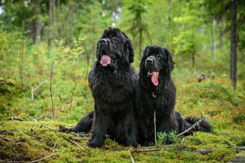 Фотография № 190691