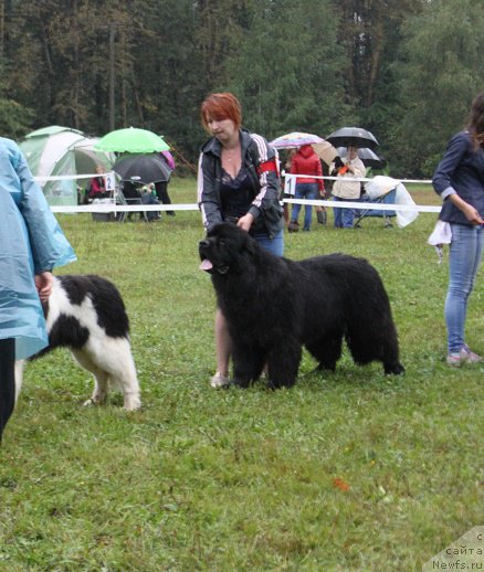 Фото: ньюфаундленд Myelman SHerstistyiy Mamont (Мэлман Шерстистый Мамонт)