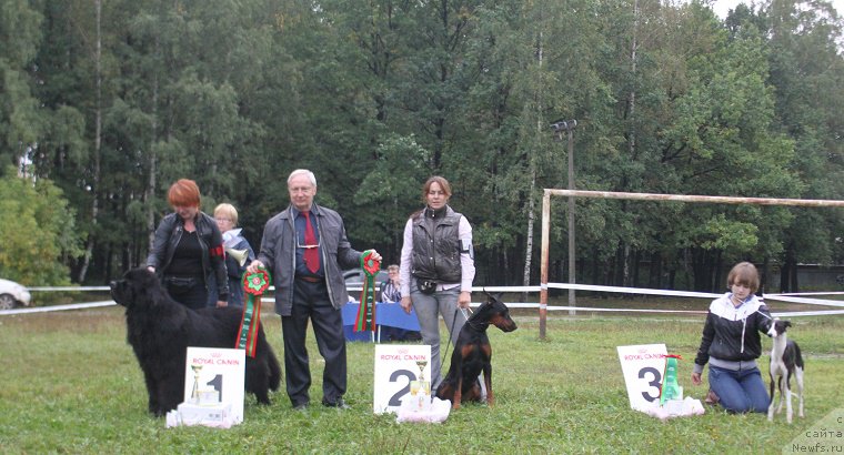 Фото: ньюфаундленд Myelman SHerstistyiy Mamont (Мэлман Шерстистый Мамонт)