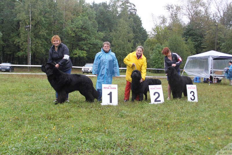Фото: ньюфаундленд Thickish Newfoundland Waterfall Land's Only, ньюфаундленд Medovaya Milleti Vnushka Lady (Медовая Милетти Внучка Леди), ньюфаундленд Myelman SHerstistyiy Mamont (Мэлман Шерстистый Мамонт)