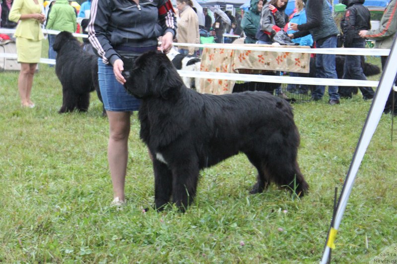 Фото: ньюфаундленд Super Bizon Liliman (Супер Бизон Лилимэн)