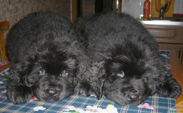 Фото: ньюфаундленд Super Bizon Antaliya (Супер Бизон Анталия), ньюфаундленд Super Bizon Akademik Allen (Супер Бизон Академик Аллен)