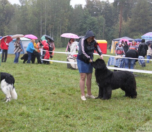Фото: ньюфаундленд Jelannaya Moya (Желанная Моя)