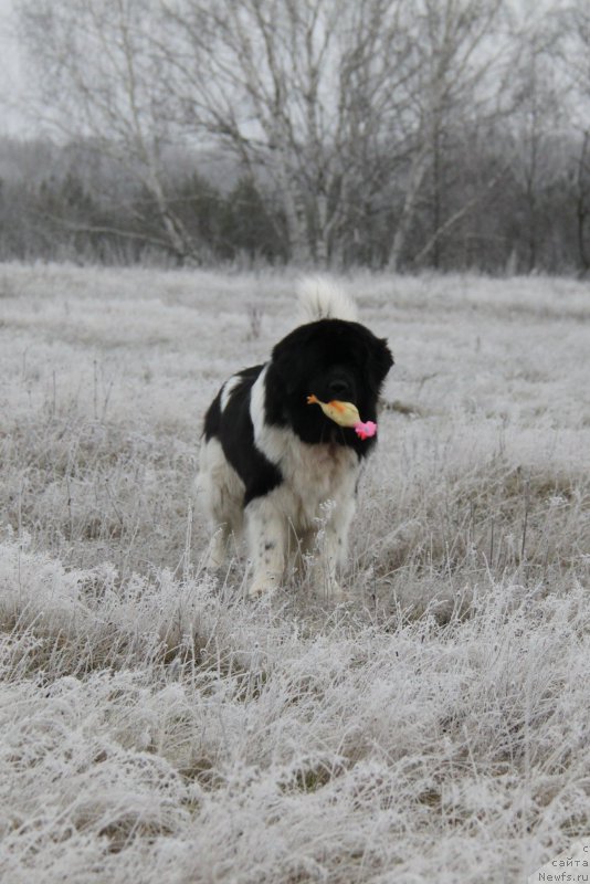 Фотография № 190704