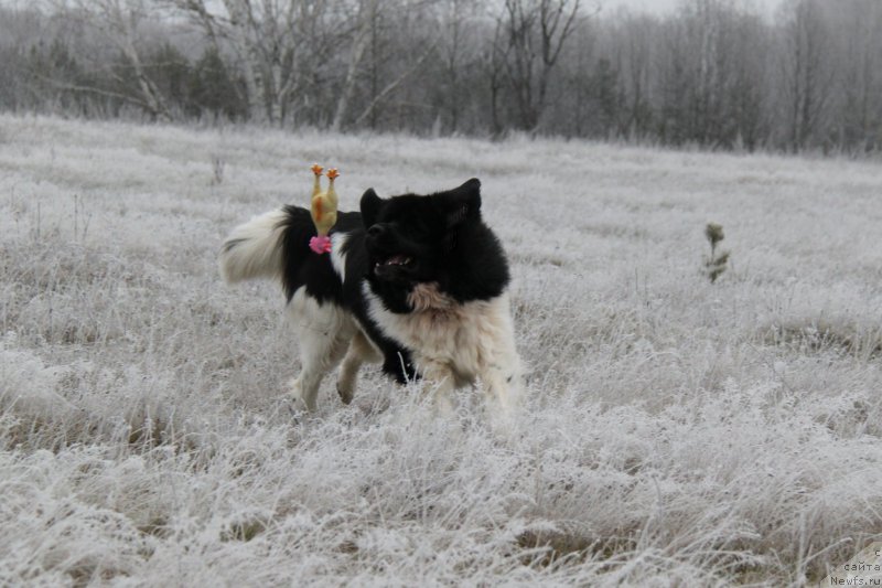 Фото: ньюфаундленд CHernyiy SHarm Vellington (Черный Шарм Веллингтон)
