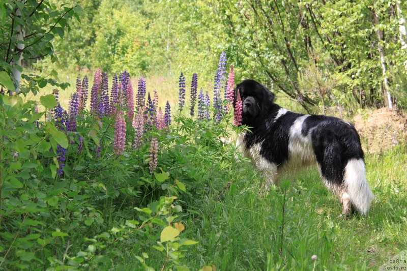 Фото: ньюфаундленд CHernyiy SHarm Vellington (Черный Шарм Веллингтон)