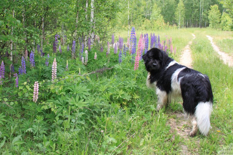 Фотография № 190710