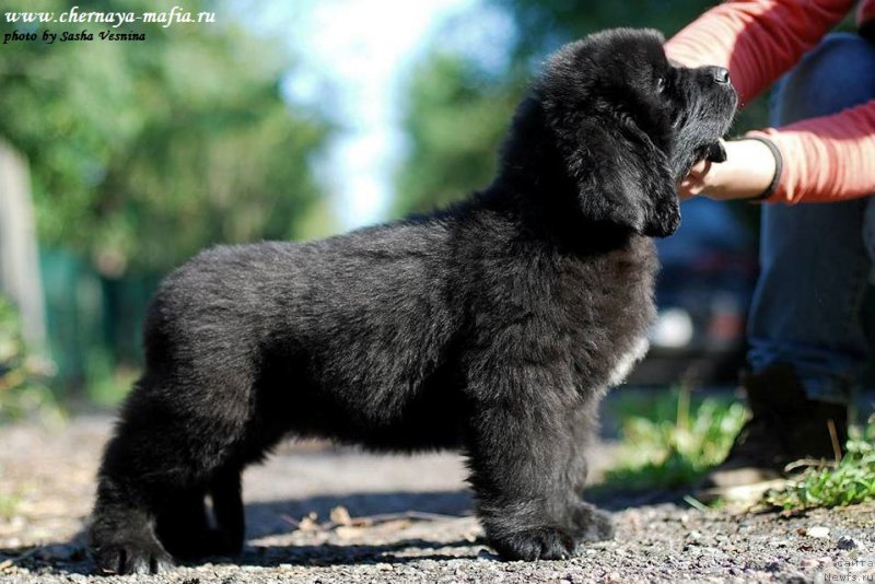 Фото: ньюфаундленд Chernaya Mafia Attractive Power (Черная Мафия Аттрактиве Повер)