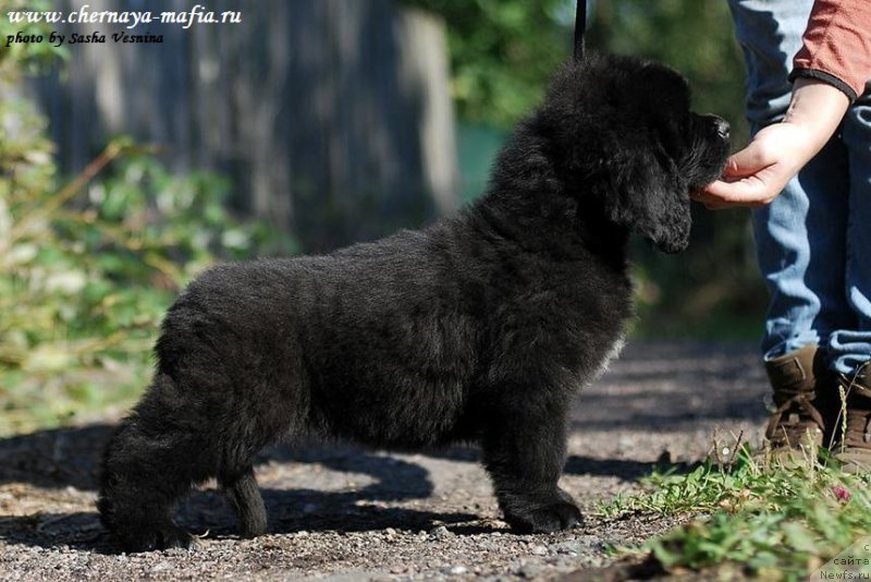 Фото: ньюфаундленд Chernaya Mafia Attractive Power (Черная Мафия Аттрактиве Повер)