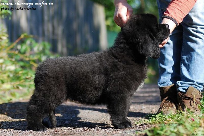 Фото: ньюфаундленд Chernaya Mafia Attractive Power (Черная Мафия Аттрактиве Повер)