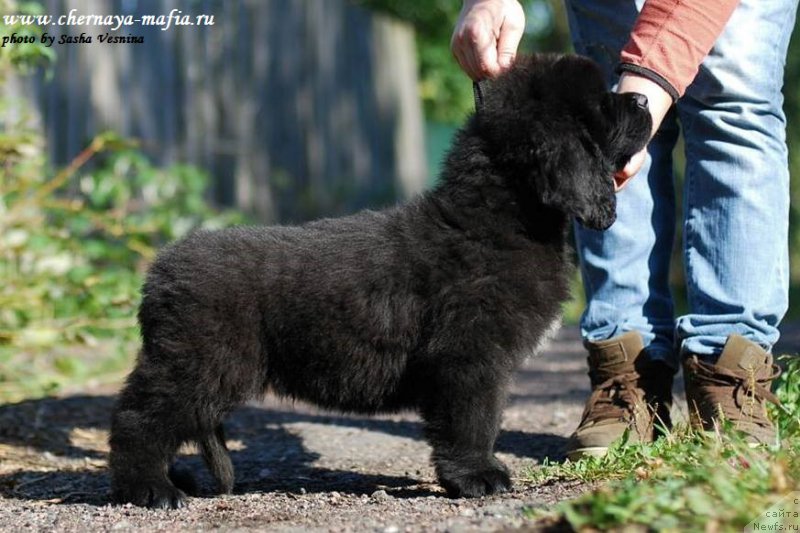 Фото: ньюфаундленд Chernaya Mafia Attractive Power (Черная Мафия Аттрактиве Повер)