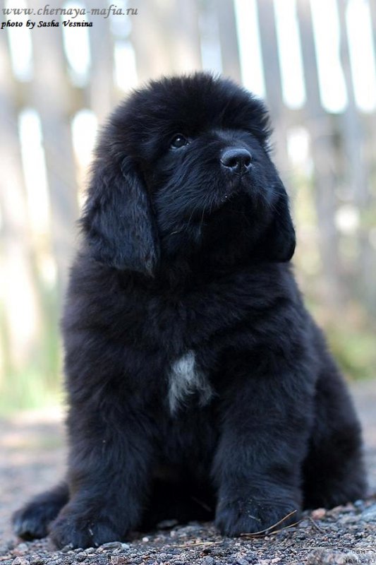 Фото: ньюфаундленд Chernaya Mafia Attractive Power (Черная Мафия Аттрактиве Повер)