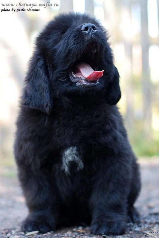Фото: ньюфаундленд Chernaya Mafia Attractive Power (Черная Мафия Аттрактиве Повер)