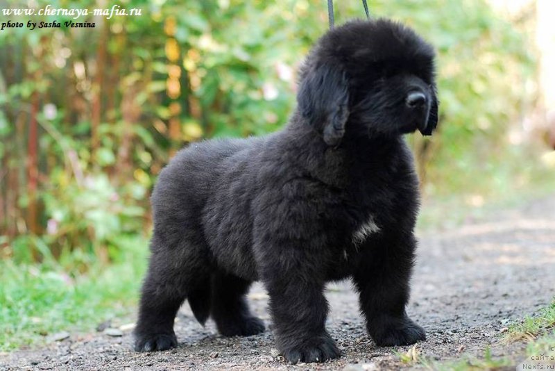 Фото: ньюфаундленд Chernaya Mafia Ace in the Hole (Черная Мафия Асе ин тхе Холе)