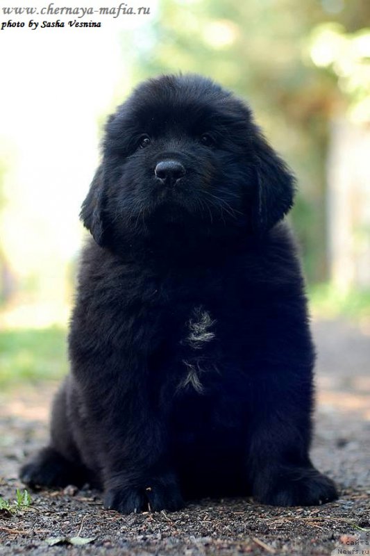 Фото: ньюфаундленд Chernaya Mafia Ace in the Hole (Черная Мафия Асе ин тхе Холе)