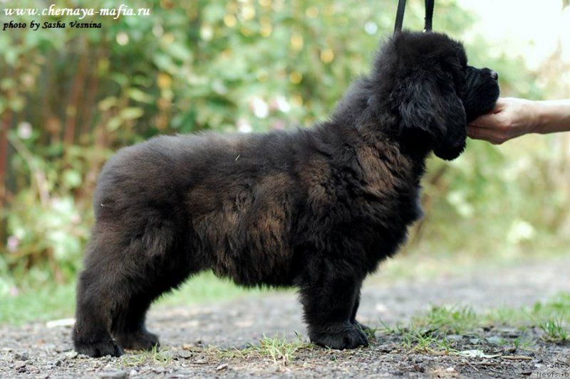 Фото: ньюфаундленд Chernaya Mafia Above and Beyond (Черная Мафия Абове анд Беуонд)