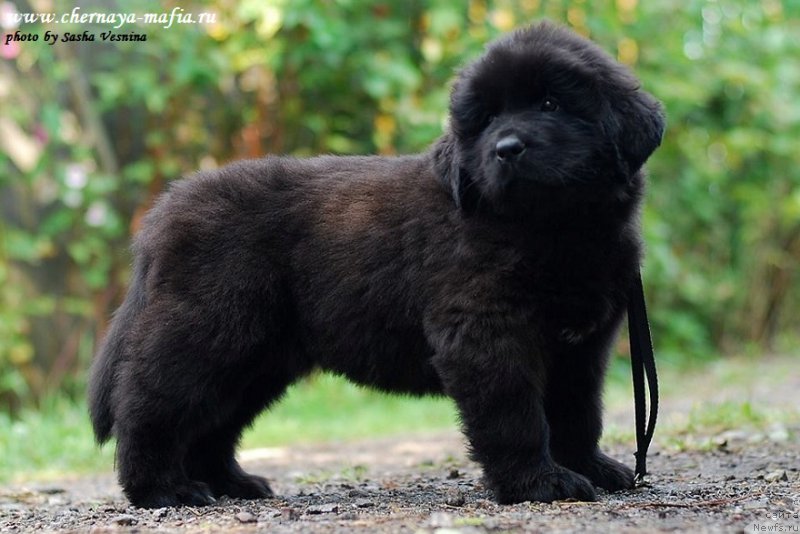 Фотография № 190722