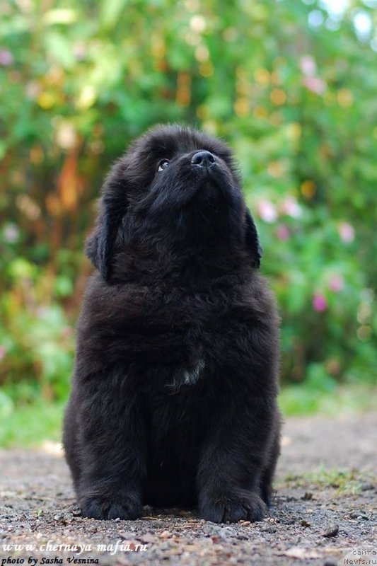 Фотография № 190723