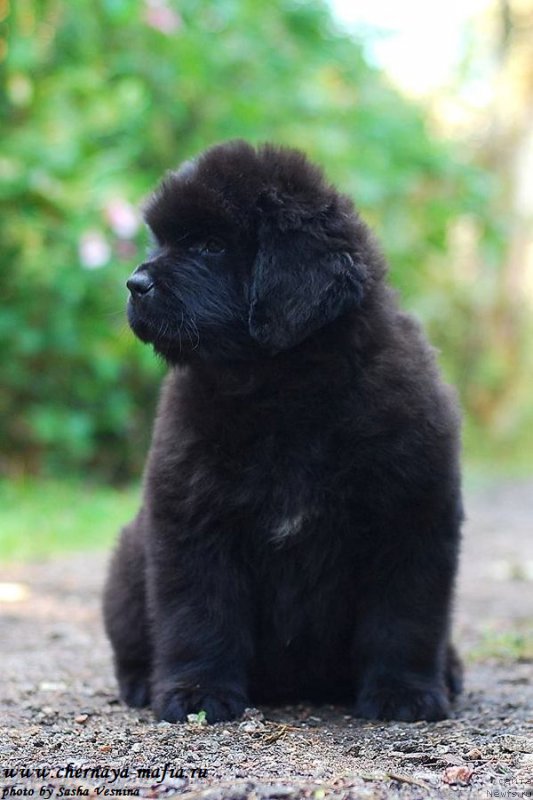 Фотография № 190726