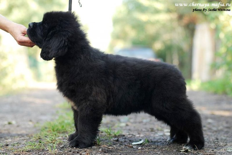 Фотография № 190730