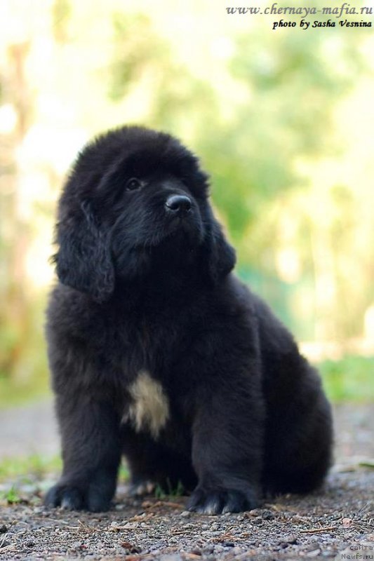 Фотография № 190733