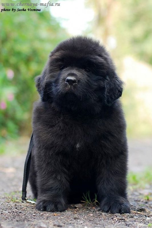 Фотография № 190736