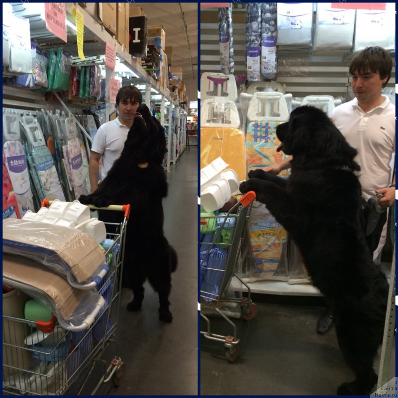 Фото: ньюфаундленд N'yu-Pom-SHir Bond Djeyms (Нью-Пом-Шир Бонд Джеймс)