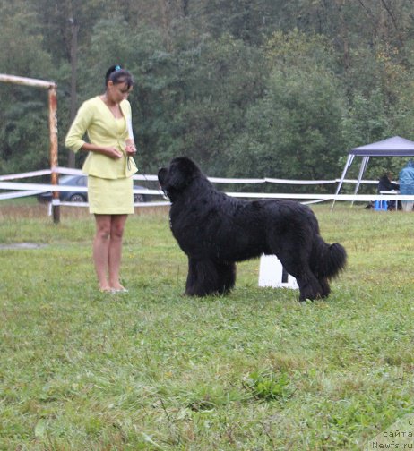 Фото: ньюфаундленд Sent Djons Loving Stare (Сент Джонс Лавин Стэар)