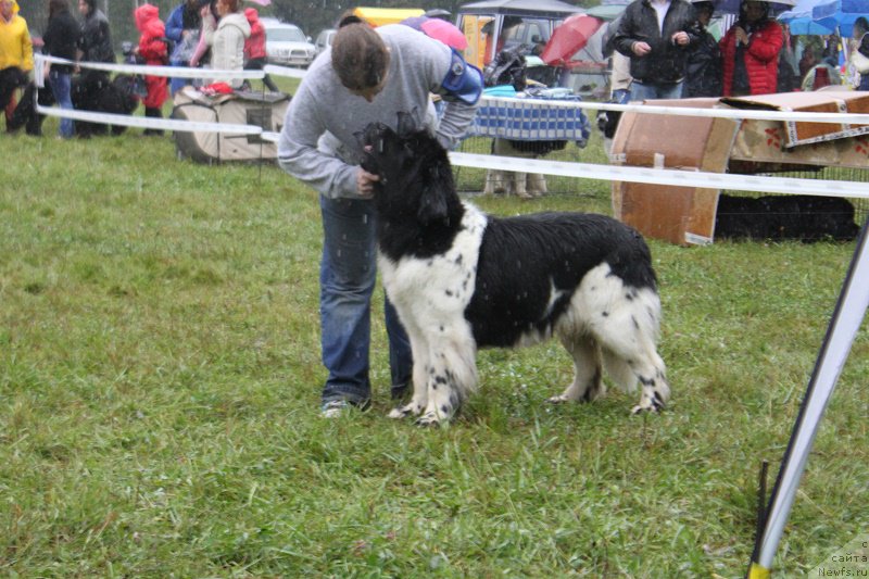 Фото: ньюфаундленд Threeponds Sunny Flower for Sent Djons