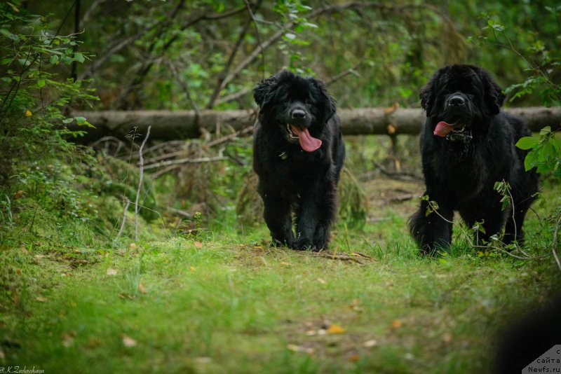 Фото: ньюфаундленд Smigar Liverpulsiy Chetvertak (Смигар Ливерпульский Четвертак), ньюфаундленд Love Inside Your Soul Moon Bear (Love Inside Your Soul Moon Bear)