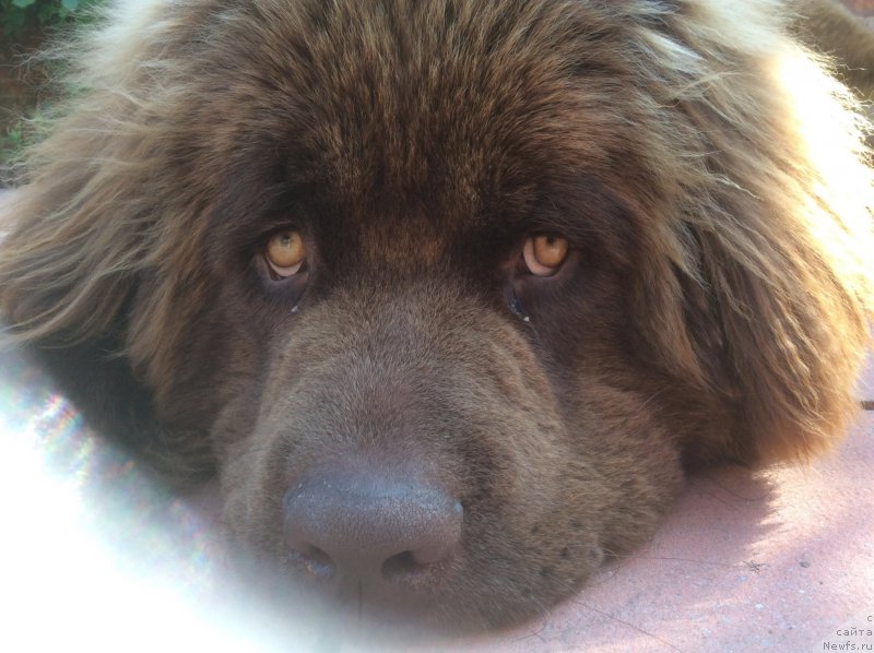 Фото: ньюфаундленд Nobl King May Lord Simba (Нобл Кинг Май Лорд Симба)
