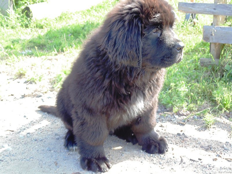 Фото: ньюфаундленд Super Premium Ular (Супер Премиум Улар)