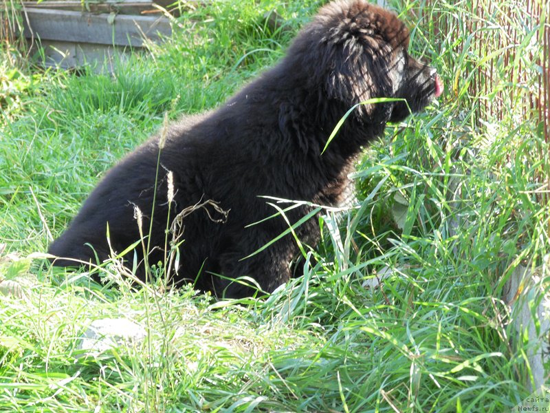 Фото: ньюфаундленд Super Premium Ular (Супер Премиум Улар)