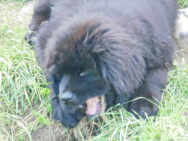 Фото: ньюфаундленд Super Premium Ular (Супер Премиум Улар)