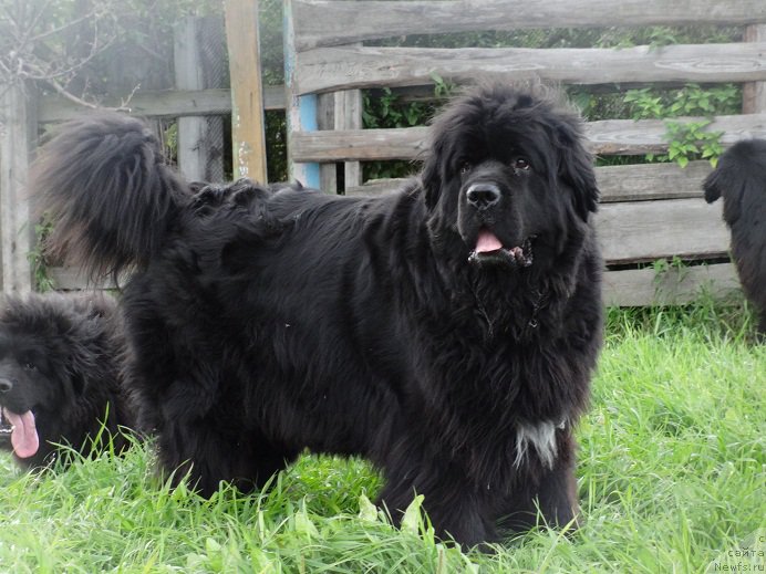 Фото: ньюфаундленд Blyek Diamond Agidel' ot Potapa Uvertyura (Блэк Диамонд Агидель от Потапа Увертюра)