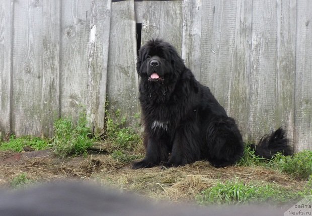 Фото: ньюфаундленд Blyek Diamond Agidel' ot Potapa Uvertyura (Блэк Диамонд Агидель от Потапа Увертюра)