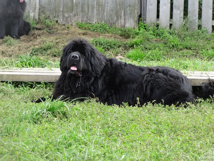 Фото: ньюфаундленд Blyek Diamond Agidel' ot Potapa Uvertyura (Блэк Диамонд Агидель от Потапа Увертюра)