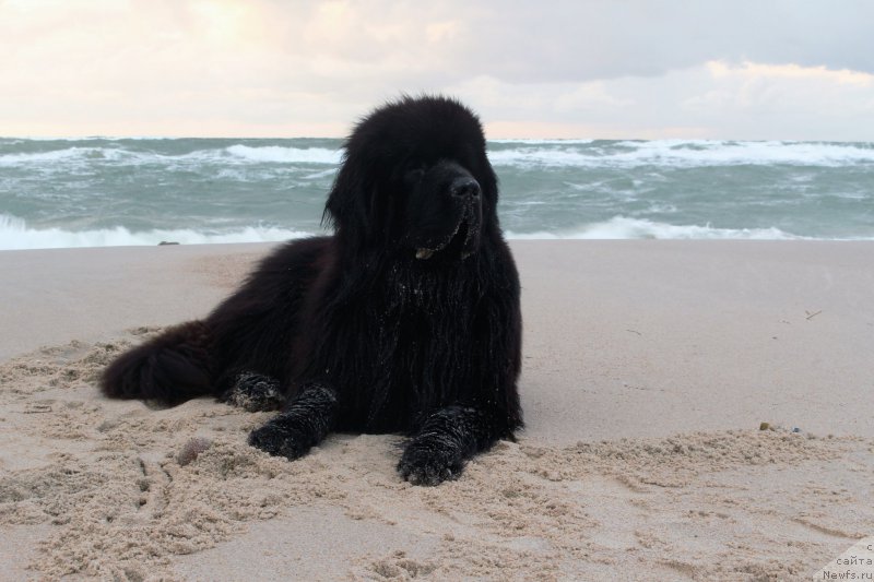 Фото: ньюфаундленд Akvatoriya Kelvin YU Myeyk May Drim (Акватория Келвин Ю Мэйк Май Дрим)