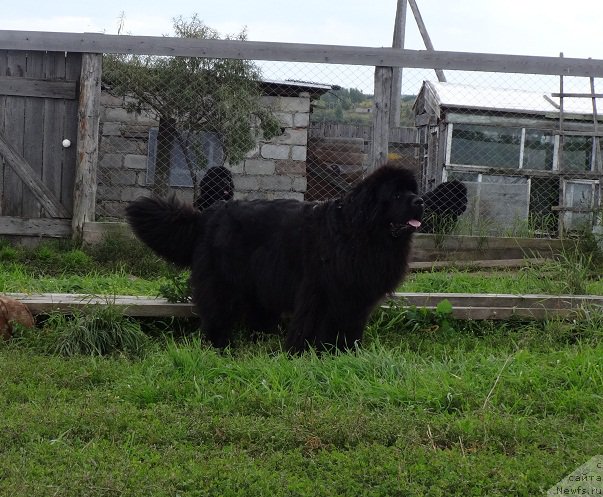 Фото: ньюфаундленд N'yufort Carica Nochi (Ньюфорт Царица Ночи)