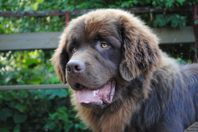Фото: ньюфаундленд Moya Stihiya Korol' Lev (Моя Стихия Король Лев)