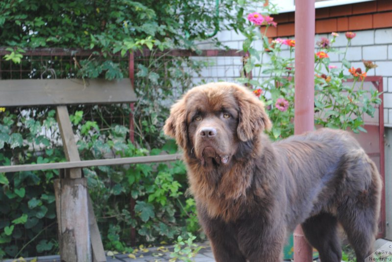 Фото: ньюфаундленд Moya Stihiya Korol' Lev (Моя Стихия Король Лев)