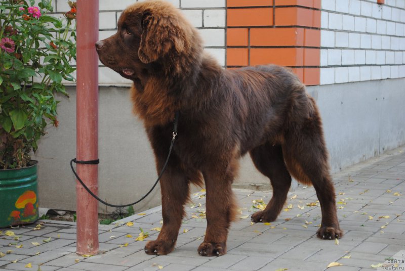 Фото: ньюфаундленд Moya Stihiya Korol' Lev (Моя Стихия Король Лев)
