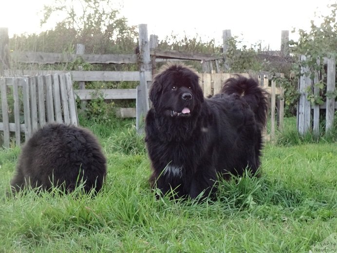 Фото: ньюфаундленд Blyek Diamond Agidel' ot Potapa Uvertyura (Блэк Диамонд Агидель от Потапа Увертюра)