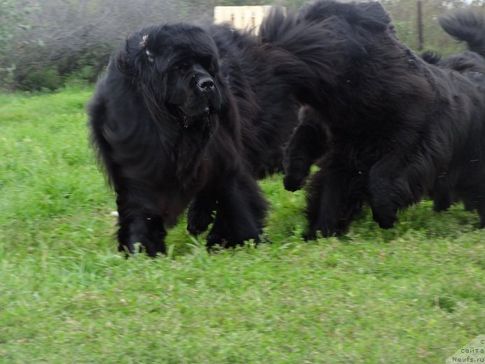 Фото: ньюфаундленд Vin Dizel' dlya N'yufort (Вин Дизель для Ньюфорт)