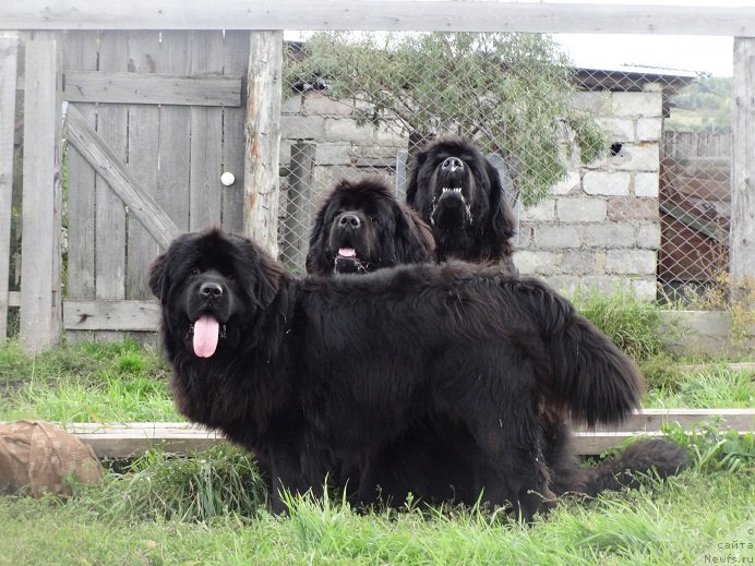 Фото: ньюфаундленд Akvatoriya Kelvin Adrenalin Braun (Акватория Келвин Адреналин Браун), ньюфаундленд N'yufort Carica Nochi (Ньюфорт Царица Ночи), ньюфаундленд Vin Dizel' dlya N'yufort (Вин Дизель для Ньюфорт)