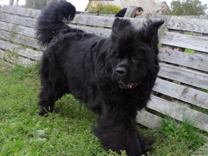 Фото: ньюфаундленд Blyek Diamond Agidel' ot Potapa Uvertyura (Блэк Диамонд Агидель от Потапа Увертюра)